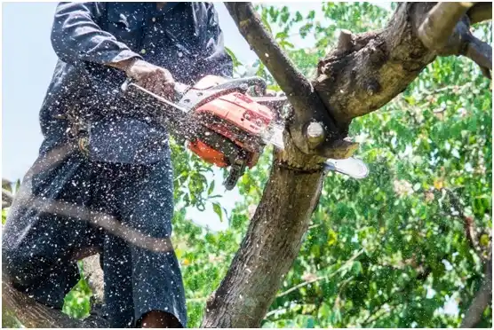 tree services White House